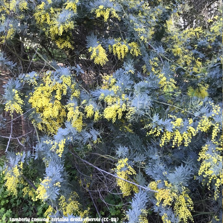Acacia baileyana, Mimosa doré, Mimosa de Bailey image
